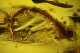 Two Fossil Flies (Diptera) and a Hairy Leaf in Baltic Amber #159797-1